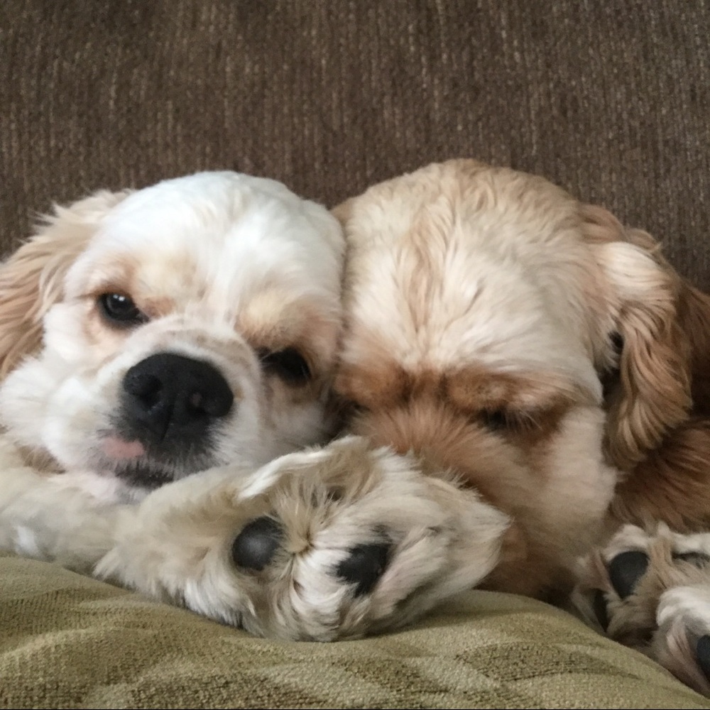 Meet your Posher, Maggie